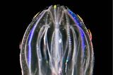 Bioluminescent Warty Comb Jellyfish, Mnemiopsis leidyi, Hawaii, USA