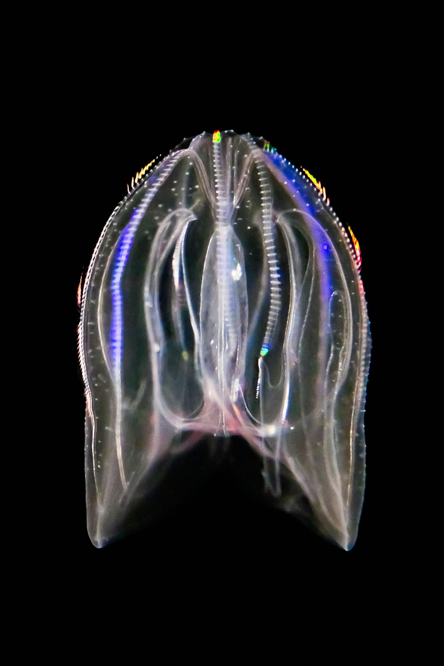 Bioluminescent Warty Comb Jellyfish, Mnemiopsis leidyi, Hawaii, USA