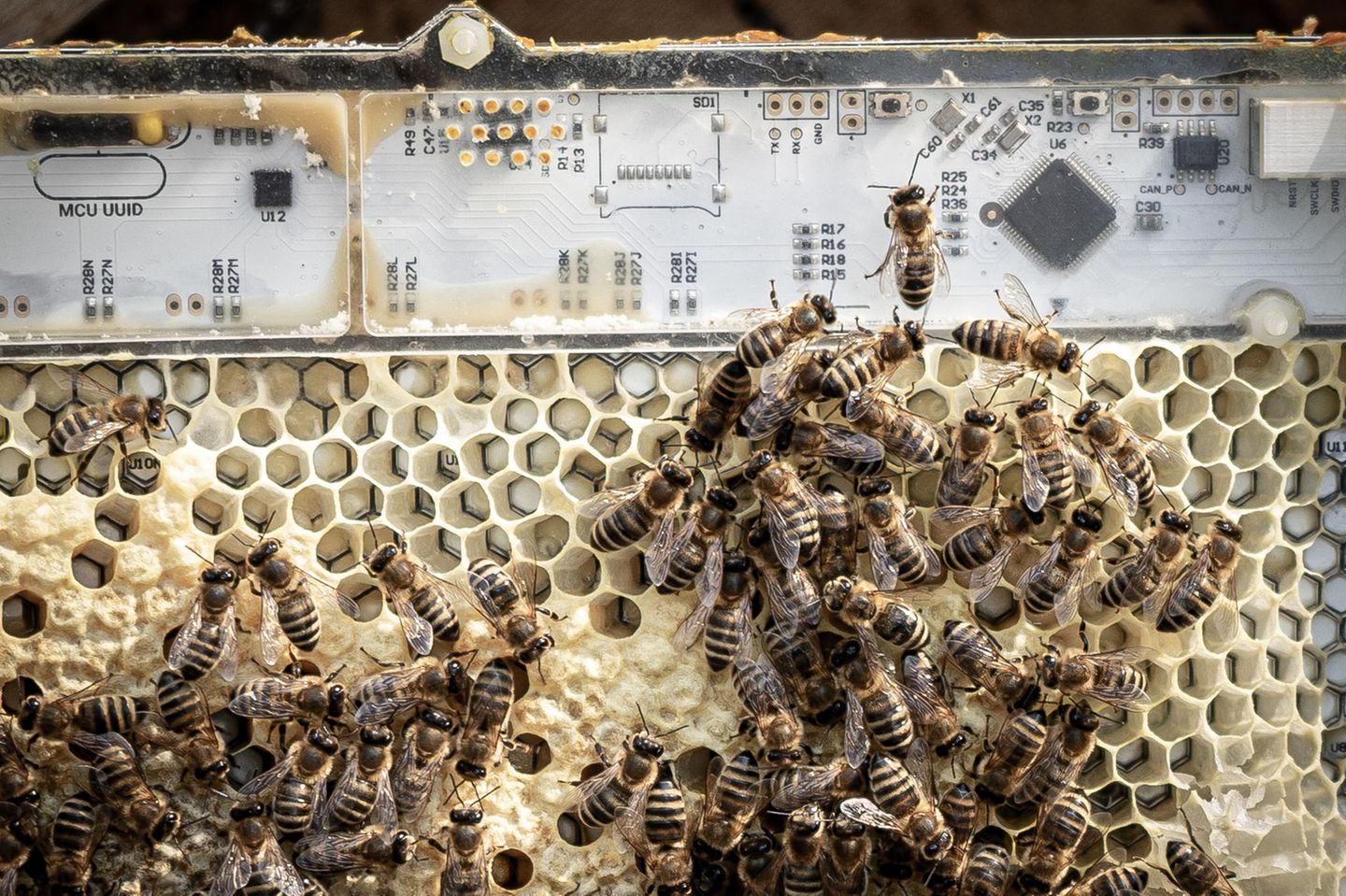 Eine Verhaltensstudie. Um die sensiblen Tiere nicht zu stören, entwickelten Forschende der Universität Graz einen digital vernetzten Rahmen für den Bienenstock. Er misst Wärmesignaturen und kann die Temperatur im Stock verändern. Die Bienen scheint er nicht zu stören. Das Projekt soll zeigen, ob sich das Verhalten der Tiere beeinflussen lässt, um ihnen bei der Anpassung an eine zunehmend feindliche Umwelt zu helfen.