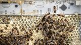 Eine Verhaltensstudie. Um die sensiblen Tiere nicht zu stören, entwickelten Forschende der Universität Graz einen digital vernetzten Rahmen für den Bienenstock. Er misst Wärmesignaturen und kann die Temperatur im Stock verändern. Die Bienen scheint er nicht zu stören. Das Projekt soll zeigen, ob sich das Verhalten der Tiere beeinflussen lässt, um ihnen bei der Anpassung an eine zunehmend feindliche Umwelt zu helfen.