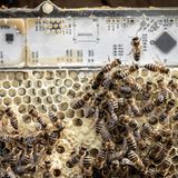 Eine Verhaltensstudie. Um die sensiblen Tiere nicht zu stören, entwickelten Forschende der Universität Graz einen digital vernetzten Rahmen für den Bienenstock. Er misst Wärmesignaturen und kann die Temperatur im Stock verändern. Die Bienen scheint er nicht zu stören. Das Projekt soll zeigen, ob sich das Verhalten der Tiere beeinflussen lässt, um ihnen bei der Anpassung an eine zunehmend feindliche Umwelt zu helfen.