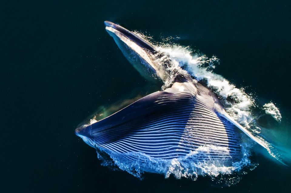 Mit aufgerissenem Maul stürzt sich dieser Finnwal auf einen Krillschwarm