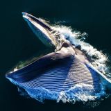 Mit aufgerissenem Maul stürzt sich dieser Finnwal auf einen Krillschwarm