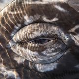 Auge eines Grauwals