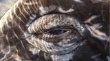 Auge eines Grauwals
