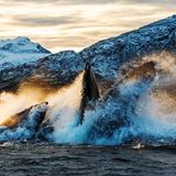 Buckelwale jagen im Schwarm nach kleinen Fischen