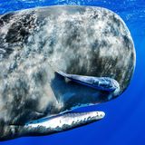 Der große Schädel des Pottwals