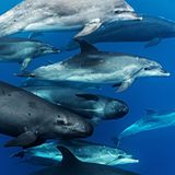 Zu einem Tross Großer Tümmler haben sich Kleine Schwertwale gesellt