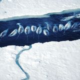 Eine Gruppe Narwale unterwegs in der kanadischen Arktis