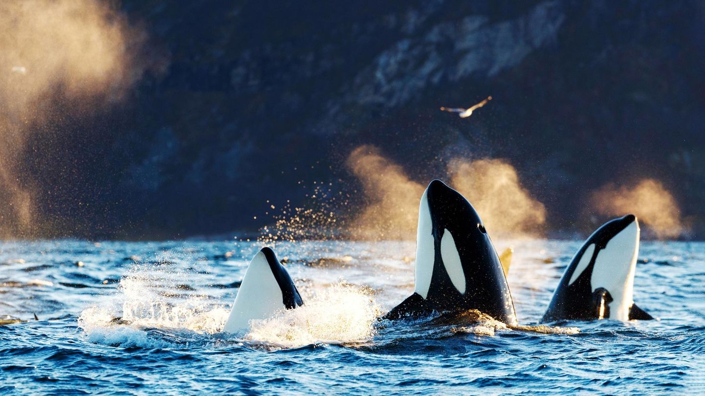 Gruppe Orcas