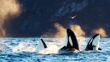 Gruppe Orcas