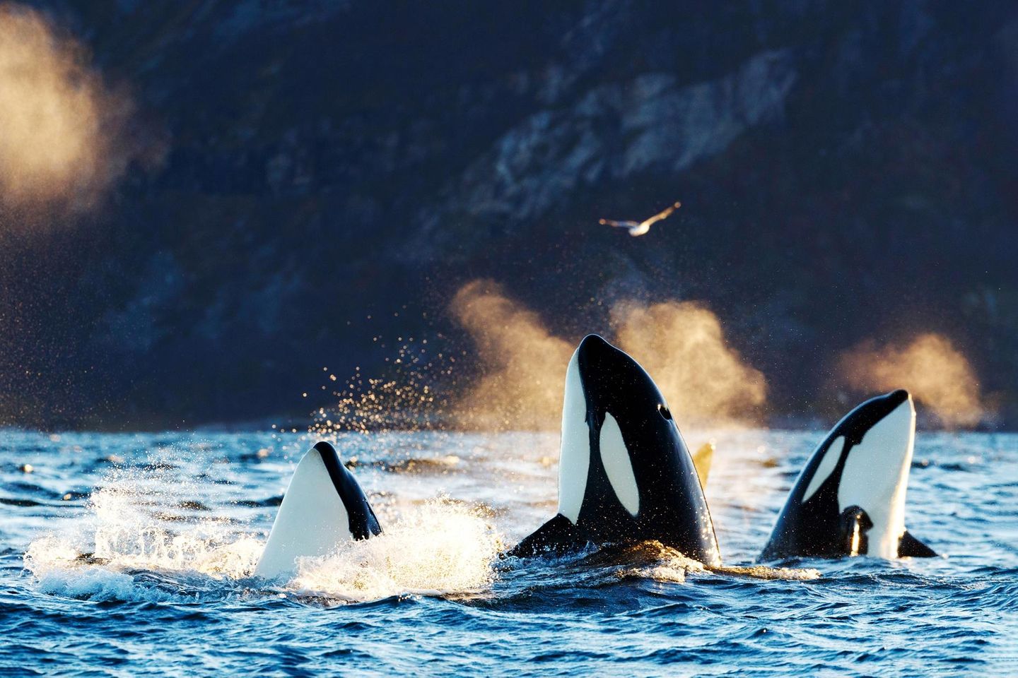 Gruppe Orcas