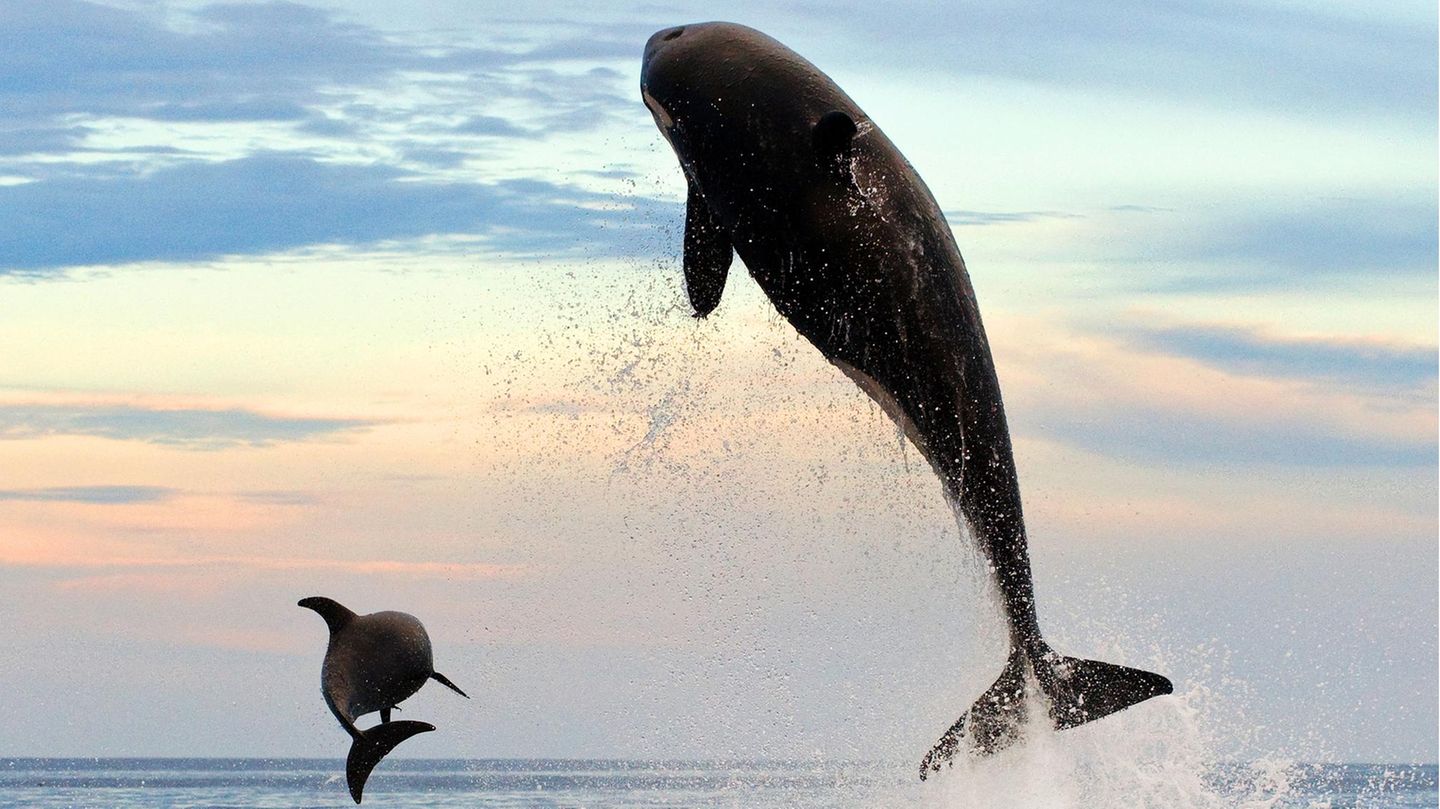 Mit einem riesigen Satz verfolgt ein Orca einen Großen Tümmler