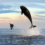 Mit einem riesigen Satz verfolgt ein Orca einen Großen Tümmler