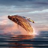 Ein Buckelwal beim Sprung aus dem Wasser