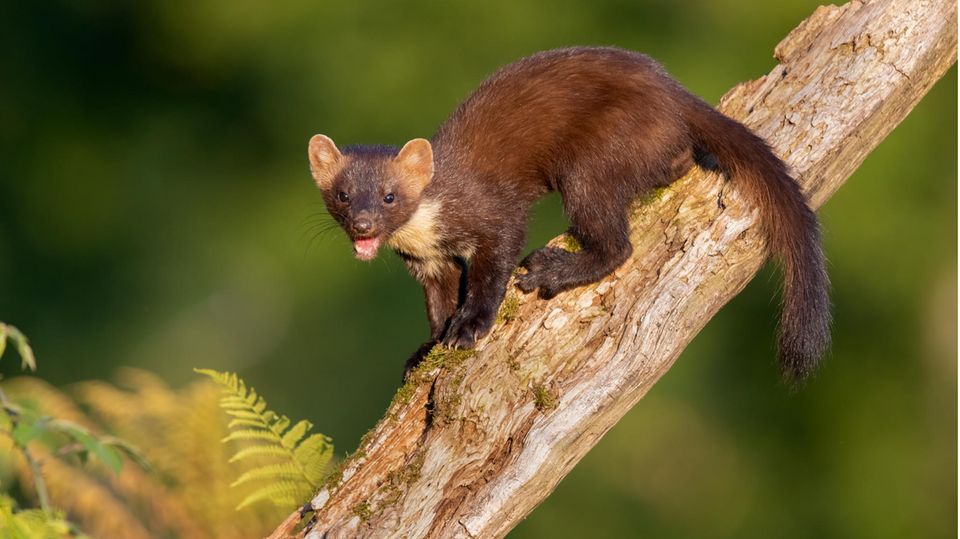 Deutschland und Benelux: Die wilden Wälder der Eifel sind Heimstatt für Tausende Tierarten etwa den Baummarder: Der geschickte Kletterer kann virtuos von Ast zu Ast springen Die wilden Wälder der Eifel sind Heimstatt für Tausende Tierarten etwa den Baummarder: Der geschickte Kletterer kann virtuos von Ast zu Ast springen