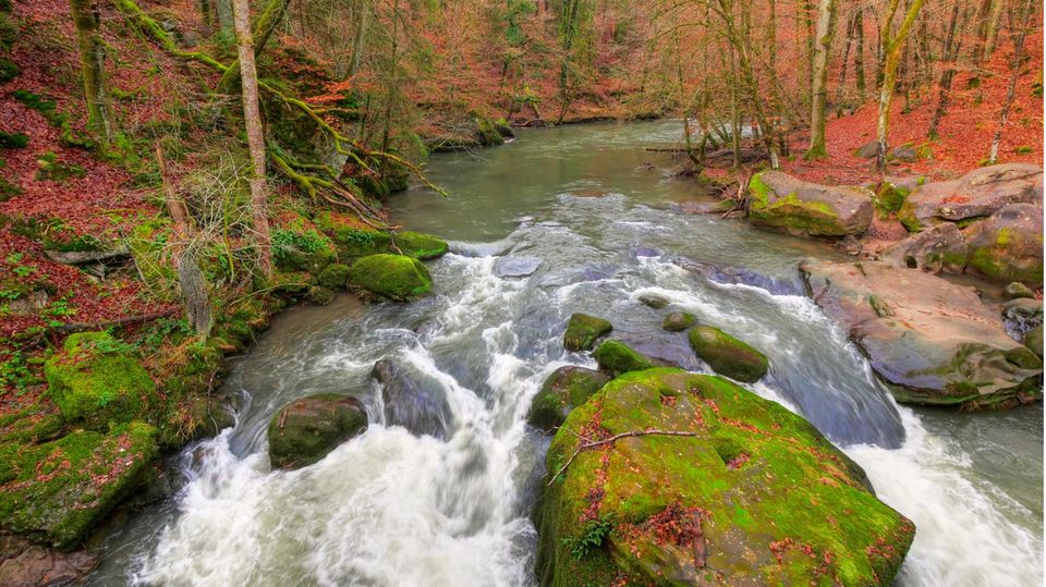 Deutschland und Benelux: Zahlreiche wilde Wasser durchrauschen die Wälder der Eifel wie etwa der Fluss Prüm Zahlreiche wilde Wasser durchrauschen die Wälder der Eifel wie etwa der Fluss Prüm