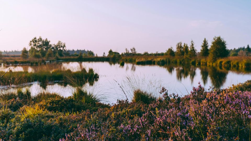 Deutschland und Benelux: Eine beinahe mystische Atmosphäre herrscht auf dem Hohen Venn – eine Hochebene, auf der sich Moore gebildet haben Eine beinahe mystische Atmosphäre herrscht auf dem Hohen Venn – eine Hochebene, auf der sich Moore gebildet haben