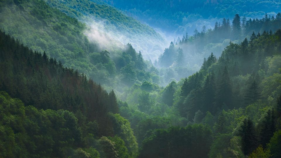 Deutschland und Benelux: Nebelschwaden wabern über die sattgrünen Wäldern, die vielerorts die Bergkuppen der Eifel bedecken Nebelschwaden wabern über die sattgrünen Wäldern, die vielerorts die Bergkuppen der Eifel bedecken
