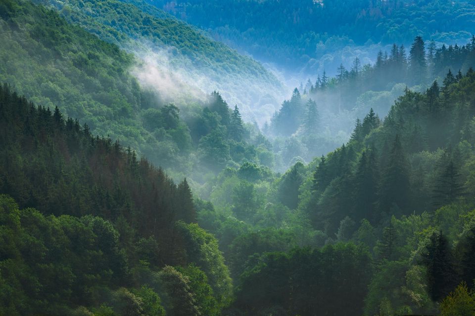 Nebelschwaden wabern über die sattgrünen Wäldern, die vielerorts die Bergkuppen der Eifel bedecken