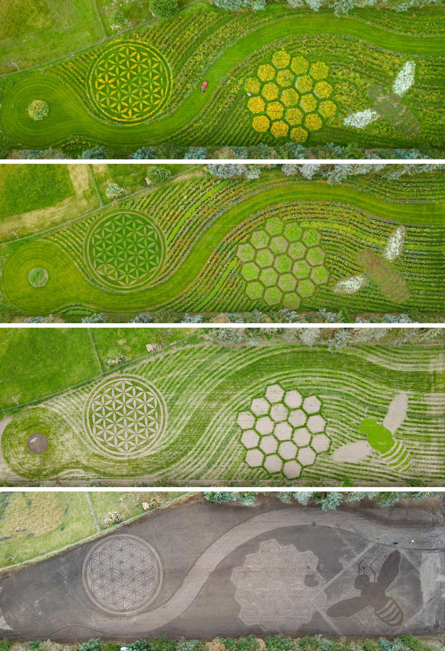 Von der Idee zum Projekt Die vierteilige Bildkombo zeigt das Entstehen der Wiese des Künstlers Michael Uy