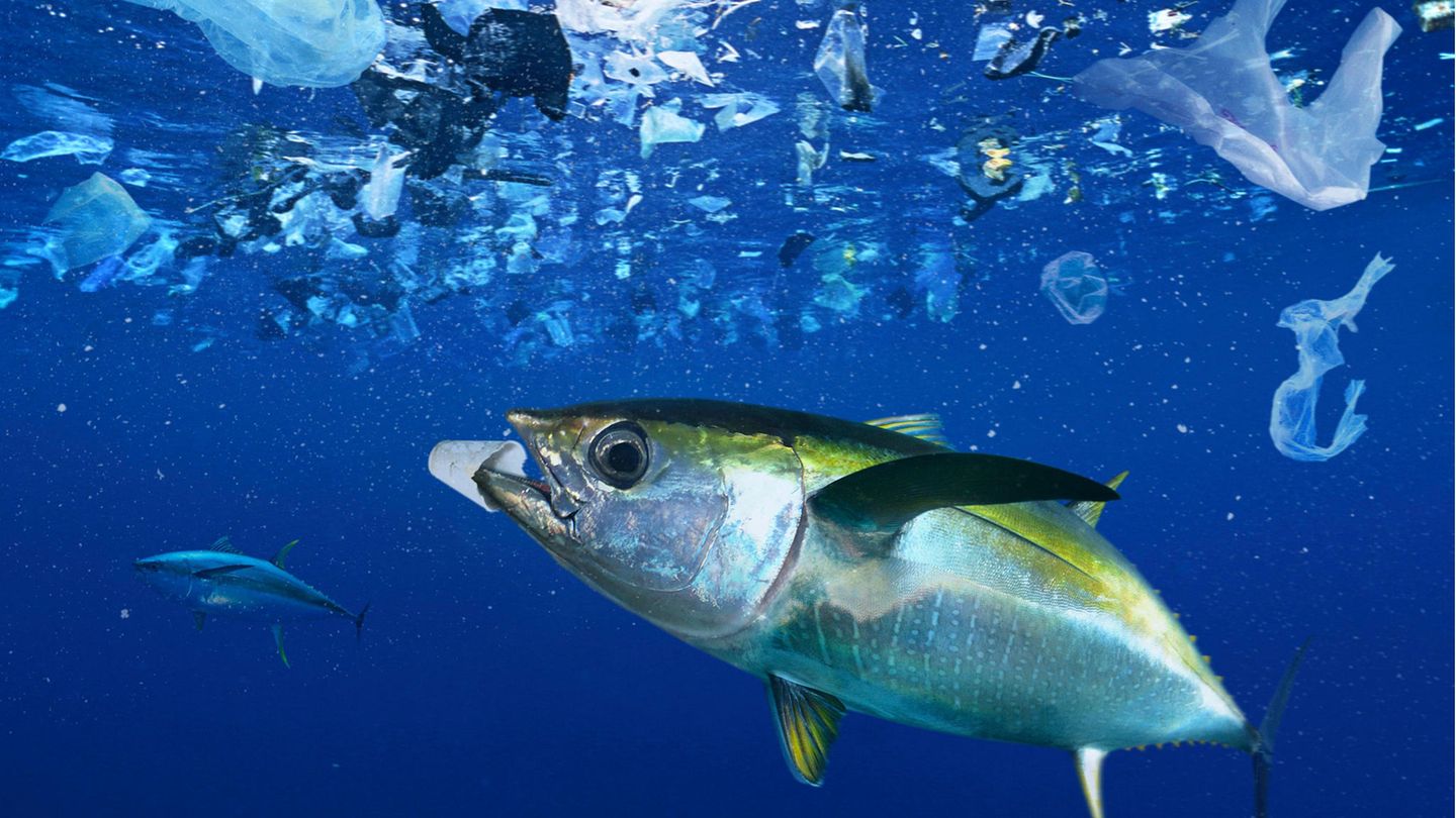 Kunststoff wird im Meer immer stärker zerkleinert und gelangt als Mikroplastik in die sämtliche Nahrungsketten