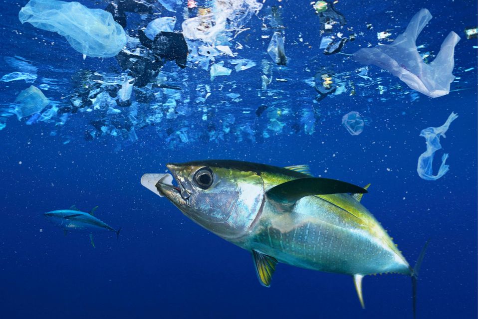 Kunststoff wird im Meer immer stärker zerkleinert und gelangt als Mikroplastik in die sämtliche Nahrungsketten