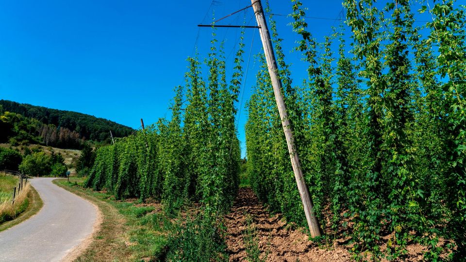 Deutschland und Benelux: Ja, in der Eifel wächst tatsächlich Hopfen: Der Siegelhopfen wird für das Bitburger Pils gebraucht, das hier gebraut wird Ja, in der Eifel wächst tatsächlich Hopfen: Der Siegelhopfen wird für das Bitburger Pils gebraucht, das hier gebraut wird
