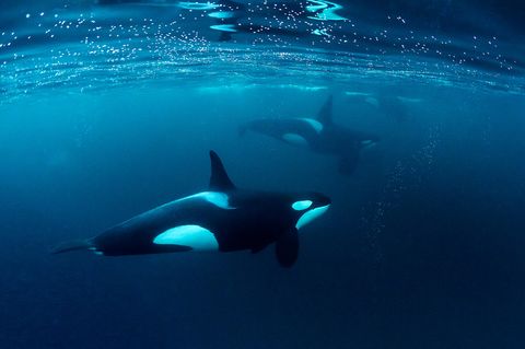 Schwertwale sind soziale Tiere und jagen ihre Beute in Gruppen. Das macht sie zu wahnsinnig effizienten Raubtieren - die sich auch Delikatessen gönnen können