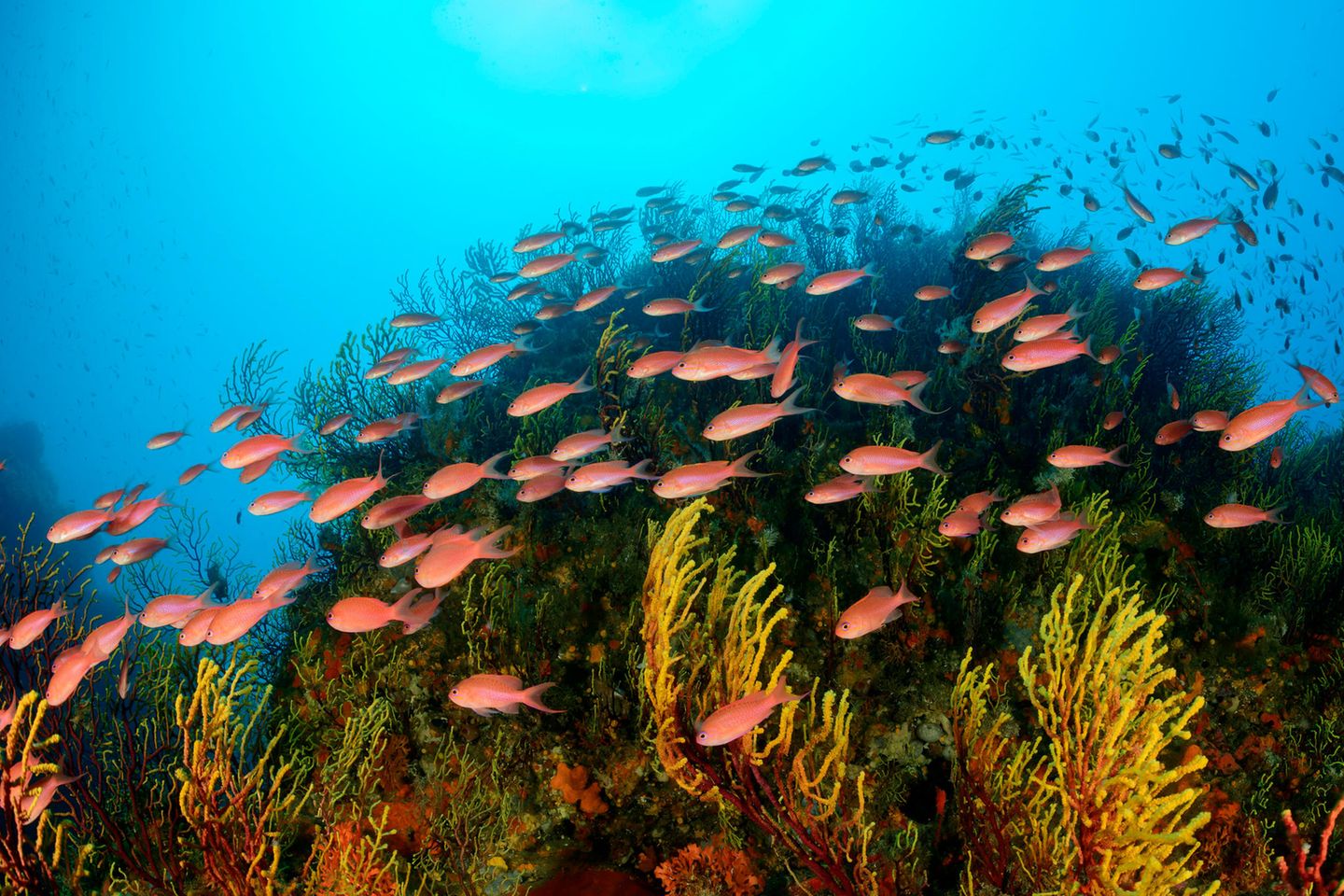 Das Mittelmeer ist Heimat zahlreicher Fischarten wie zum Beispiel Fahnenbarsche – ihr Lebensraum aber ist in Gefahr