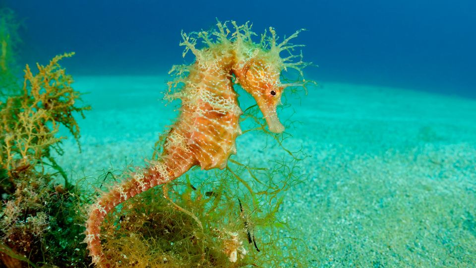 Viele der marinen Arten leben in Seegraswiesen – etwa manche Seepferdchen. Doch gerade Seegräser schwinden durch die Hitze zusehends