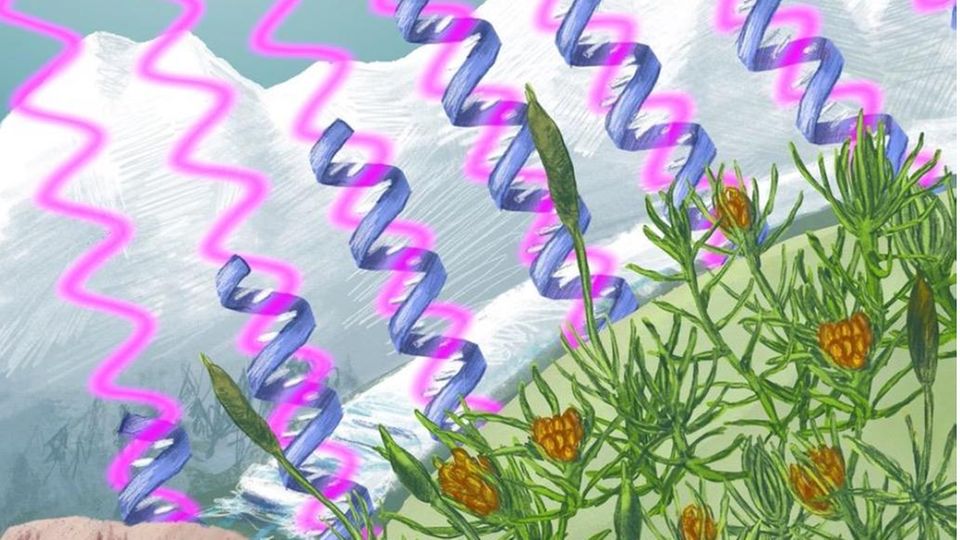 Wegen des Klimawandels: Im Hochgebirge prasselt erbgutschädigende UV-Strahlung auf das Moos. Doch die Pflanze hat genetische Reparaturmechanismen entwickelt Im Hochgebirge prasselt erbgutschädigende UV-Strahlung auf das Moos. Doch die Pflanze hat genetische Reparaturmechanismen entwickelt