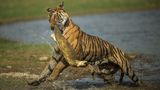 Tiger frisst Schildkröte