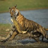 Tiger frisst Schildkröte