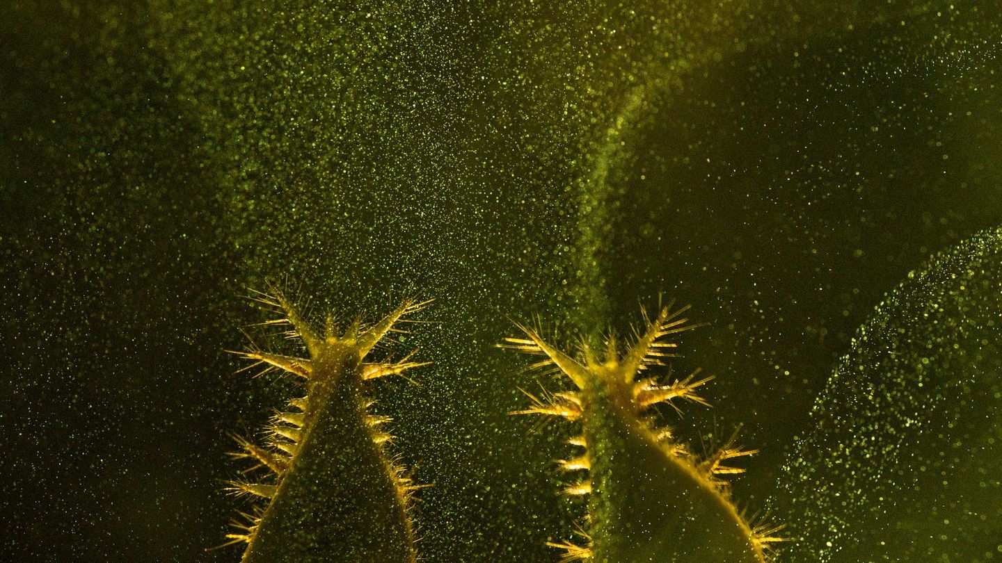 Pilzsporen und die Larven des Schneckenspinners