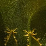 Pilzsporen und die Larven des Schneckenspinners