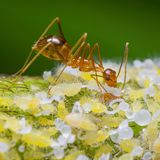 Ameise und Blattläuse