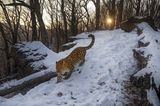 Amur Leopard im Schnee