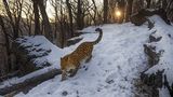 Amur Leopard im Schnee