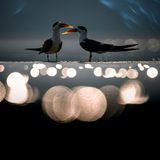 Halsband-Scherenschnabel Pärchen