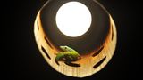 Andamanen-Taggecko