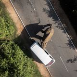 Sri Lankas wilde Elefanten