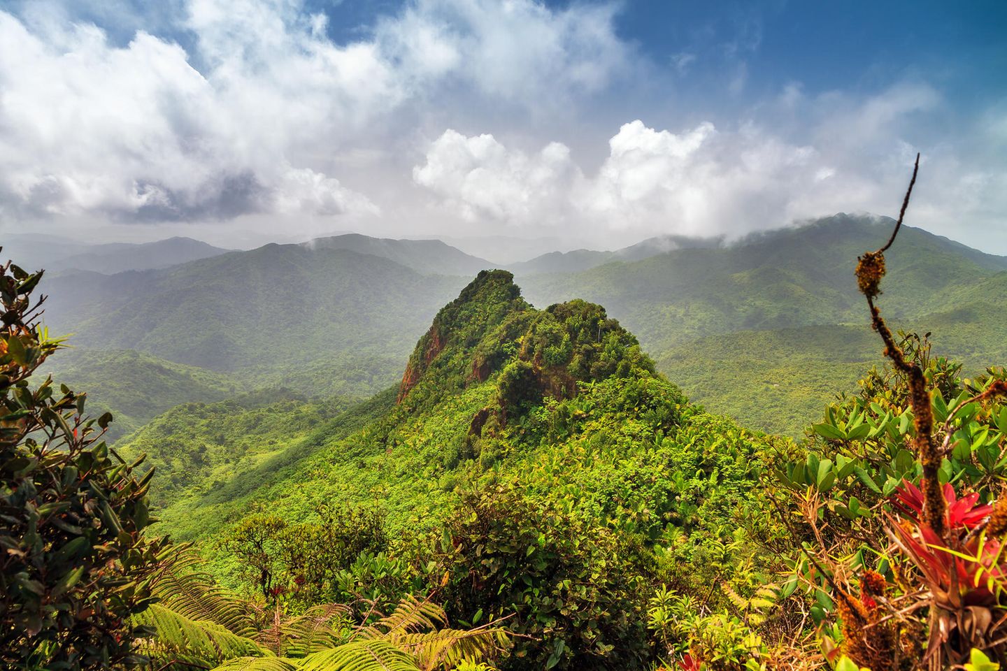 Blick auf einen Regenwald mit sattgrünen Pflanzen bei bewölktem Himmel