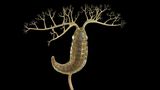 Herpetogaster