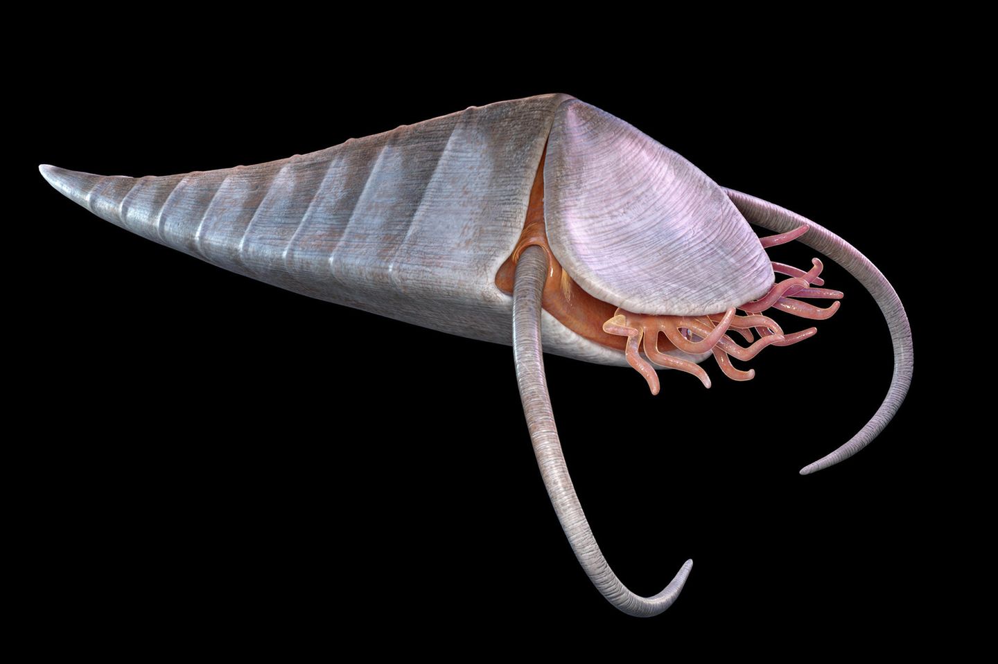 Haplophrentis