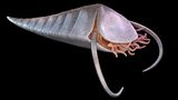 Haplophrentis