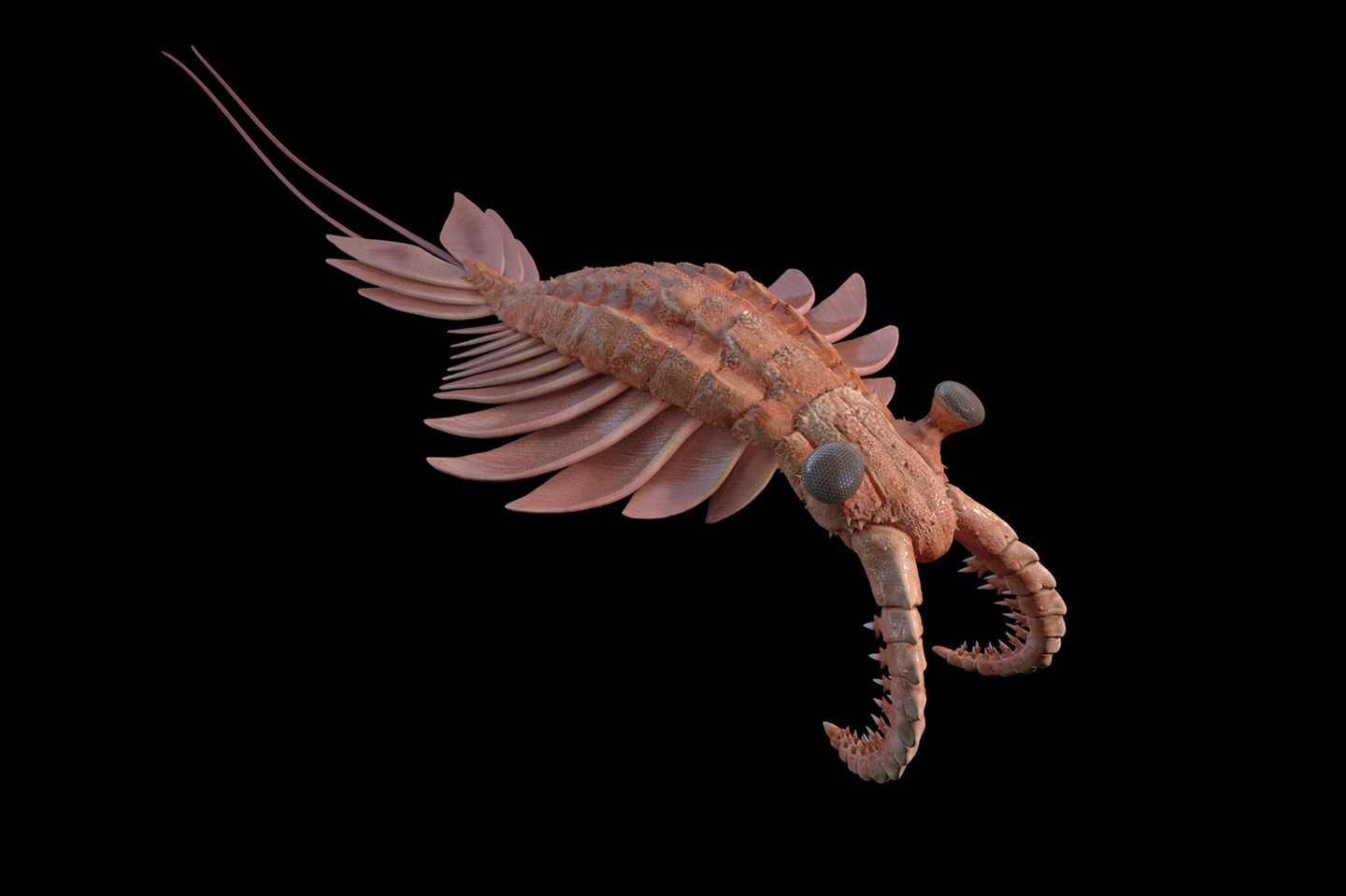 Anomalocaris:
