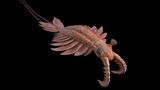 Anomalocaris: