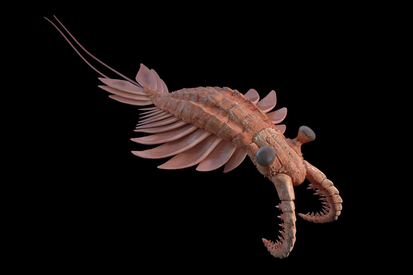 Anomalocaris: