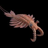 Anomalocaris: